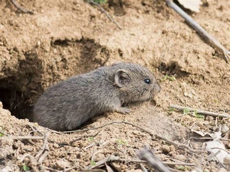 how to get rid of voles in colorado
